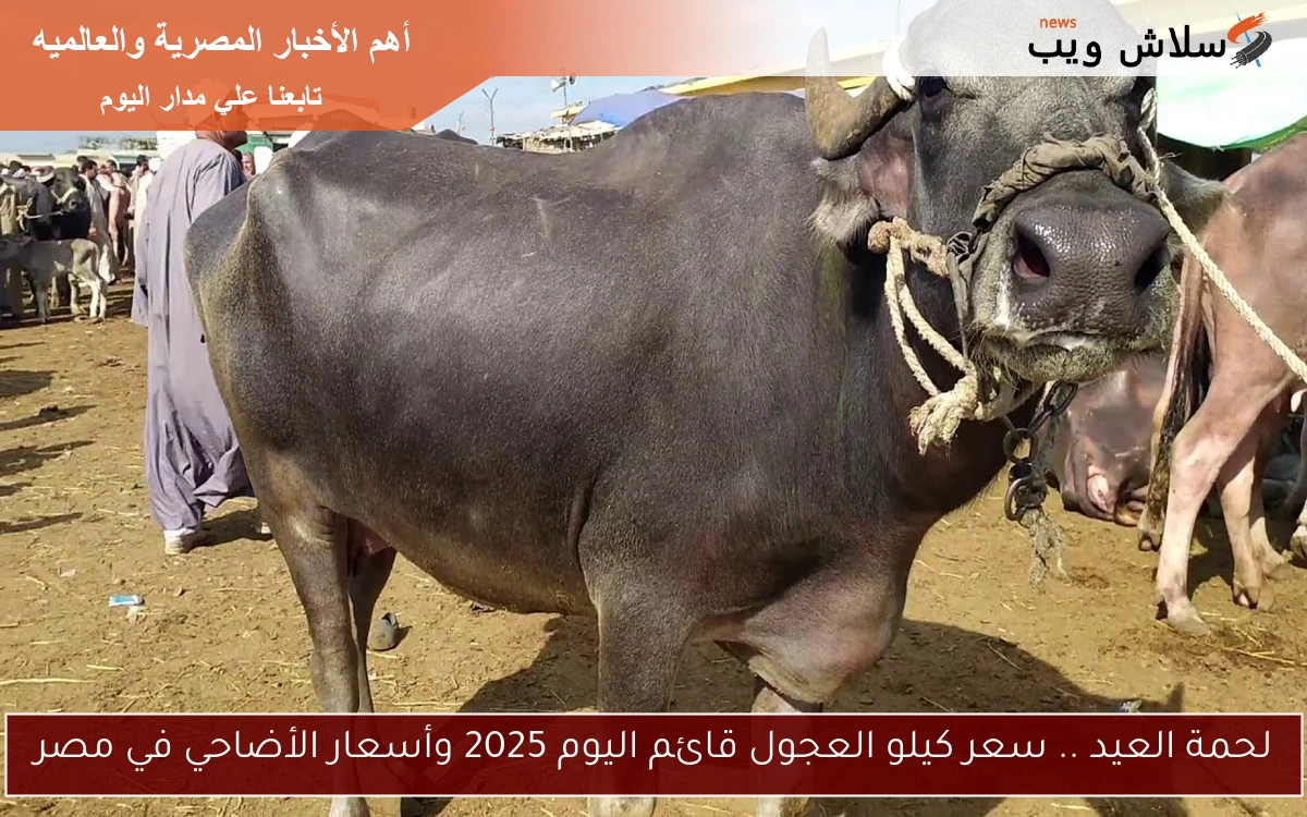 لحمة العيد .. سعر كيلو العجول قائم اليوم 2025 وأسعار الأضاحي في مصر 2 لحمة العيد .. سعر كيلو العجول قائم اليوم 2025 وأسعار الأضاحي في مصر