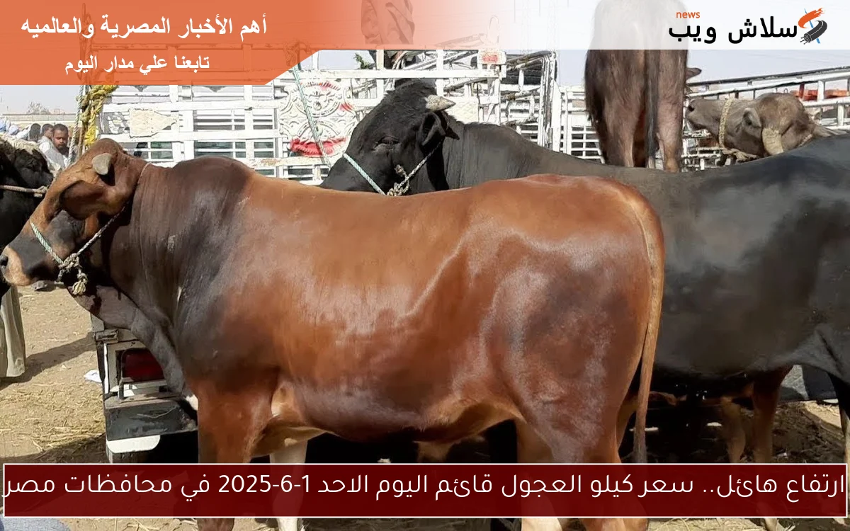 ارتفاع هائل.. سعر كيلو العجول قائم اليوم الاحد 1-6-2025 في محافظات مصر 2 ارتفاع هائل.. سعر كيلو العجول قائم اليوم الاحد 1-6-2025 في محافظات مصر