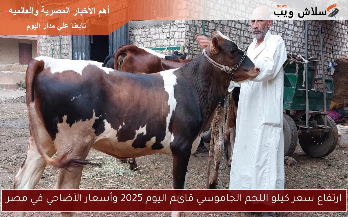 ارتفاع سعر كيلو اللحم الجاموسي قائم اليوم 2025 وأسعار الأضاحي في مصر 2 ارتفاع سعر كيلو اللحم الجاموسي قائم اليوم 2025 وأسعار الأضاحي في مصر