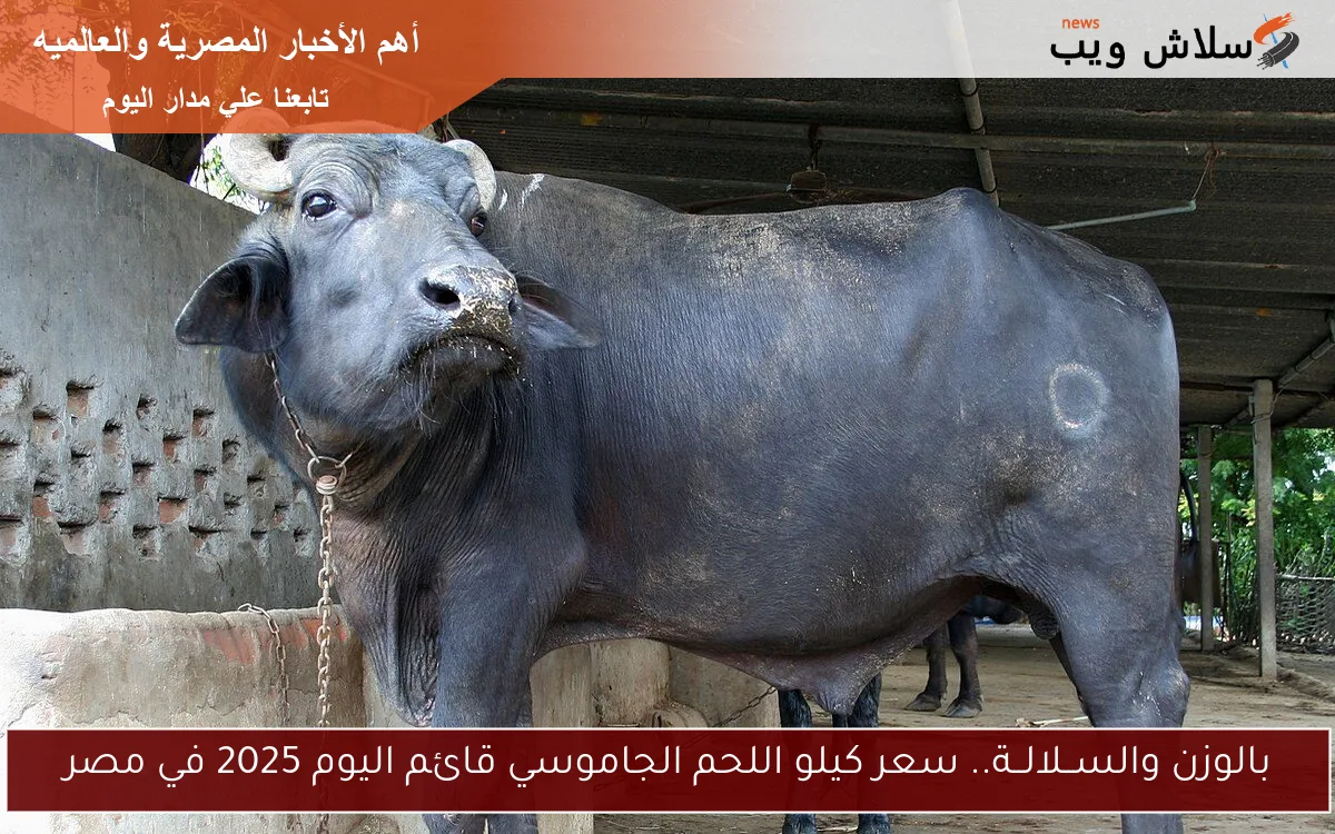 بالوزن والســلالــة.. سعر كيلو اللحم الجاموسي قائم اليوم 2025 في مصر 2 بالوزن والســلالــة.. سعر كيلو اللحم الجاموسي قائم اليوم 2025 في مصر
