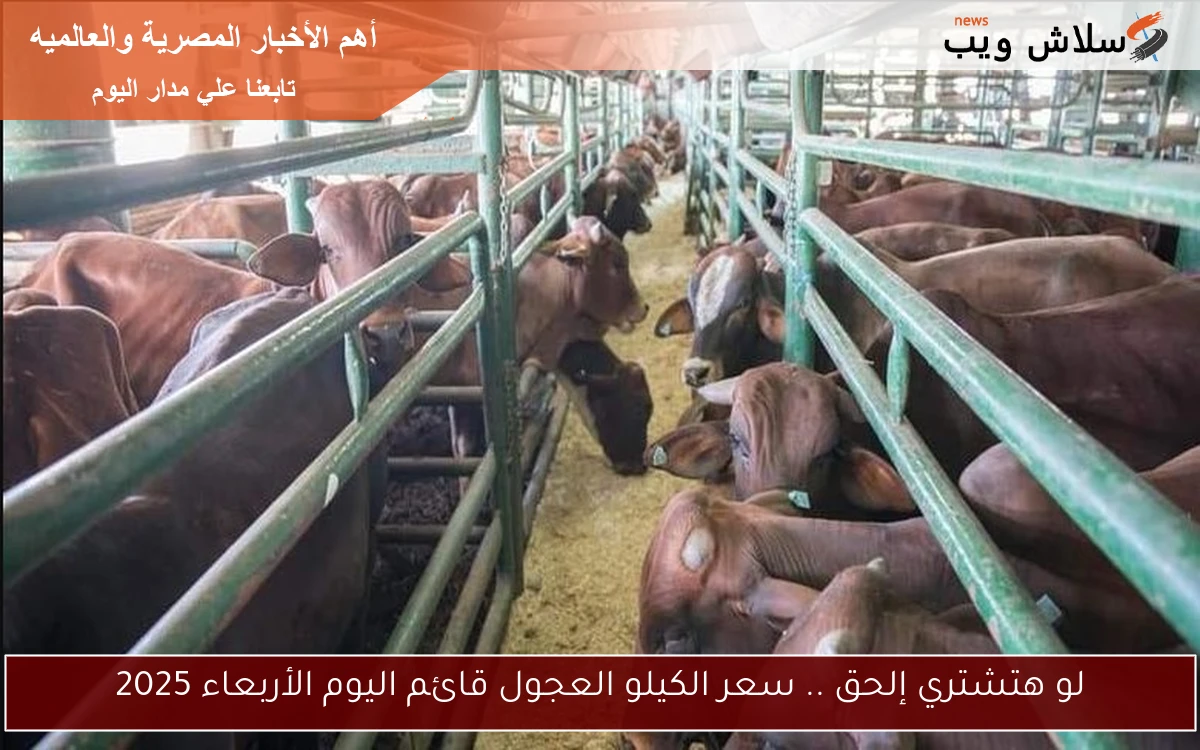 لو هتشتري إلحق .. سعر الكيلو العجول قائم اليوم الأربعاء 2025 2 لو هتشتري إلحق .. سعر الكيلو العجول قائم اليوم الأربعاء 2025
