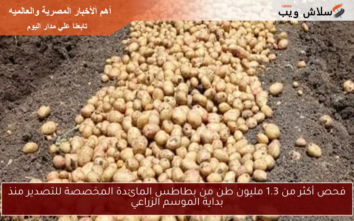 فحص أكثر من 1.3 مليون طن من بطاطس المائدة المخصصة للتصدير منذ بداية الموسم الزراعي 2 فحص أكثر من 1.3 مليون طن من بطاطس المائدة المخصصة للتصدير منذ بداية الموسم الزراعي