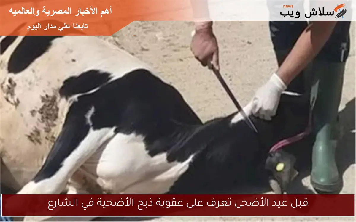 قبل عيد الأضحى تعرف على عقوبة ذبح الأضحية في الشارع 2 قبل عيد الأضحى تعرف على عقوبة ذبح الأضحية في الشارع