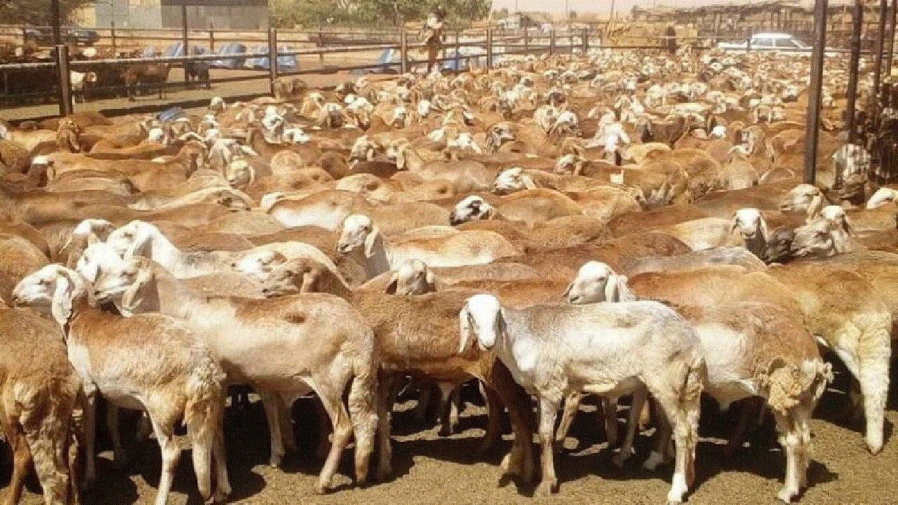 فتوى شرعية داعمة للقرار.. فرمان ملكي بإلغاء شعيرة ذبـــح الأضاحي للسودانيين ومخالفة القرار تعرض للعقوبات 2 فتوى شرعية داعمة للقرار.. فرمان ملكي بإلغاء شعيرة ذبـــح الأضاحي للسودانيين ومخالفة القرار تعرض للعقوبات