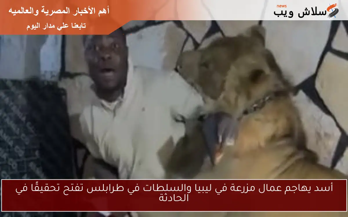 أسد يهاجم عمال مزرعة في ليبيا والسلطات في طرابلس تفتح تحقيقًا في الحادثة 2 أسد يهاجم عمال مزرعة في ليبيا والسلطات في طرابلس تفتح تحقيقًا في الحادثة