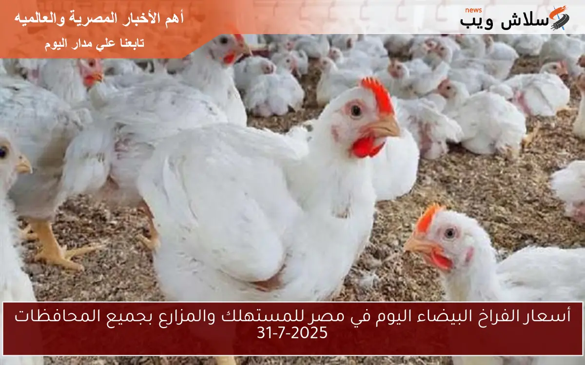 أسعار الفراخ البيضاء اليوم في مصر للمستهلك والمزارع بجميع المحافظات 31-7-2025 2 أسعار الفراخ البيضاء اليوم في مصر للمستهلك والمزارع بجميع المحافظات 31-7-2025