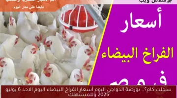 أسعار الفراخ البيضاء اليوم