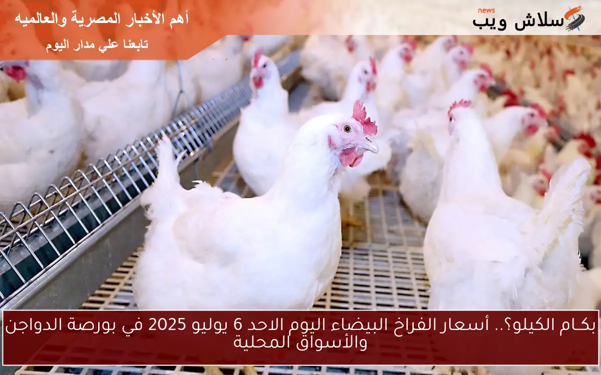 بكــام الكيلو؟.. أسعار الفراخ البيضاء اليوم الاحد 6 يوليو 2025 في بورصة الدواجن والأسواق المحلية 2 بكــام الكيلو؟.. أسعار الفراخ البيضاء اليوم الاحد 6 يوليو 2025 في بورصة الدواجن والأسواق المحلية