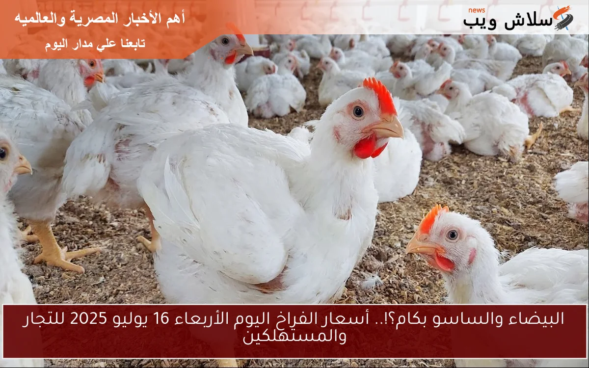 البيضاء والساسو بكام؟!.. أسعار الفراخ اليوم الأربعاء 16 يوليو 2025 للتجار والمستهلكين 2 البيضاء والساسو بكام؟!.. أسعار الفراخ اليوم الأربعاء 16 يوليو 2025 للتجار والمستهلكين