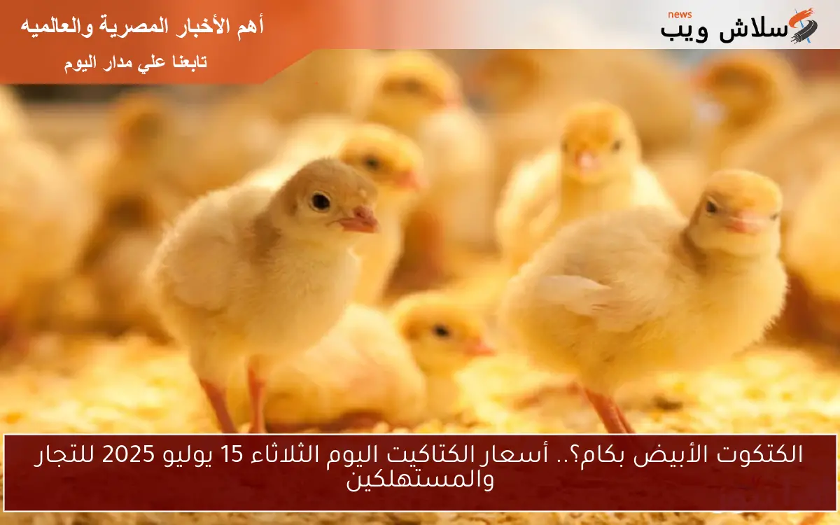 الكتكوت الأبيض بكام؟.. أسعار الكتاكيت اليوم الثلاثاء 15 يوليو 2025 للتجار والمستهلكين 2 الكتكوت الأبيض بكام؟.. أسعار الكتاكيت اليوم الثلاثاء 15 يوليو 2025 للتجار والمستهلكين