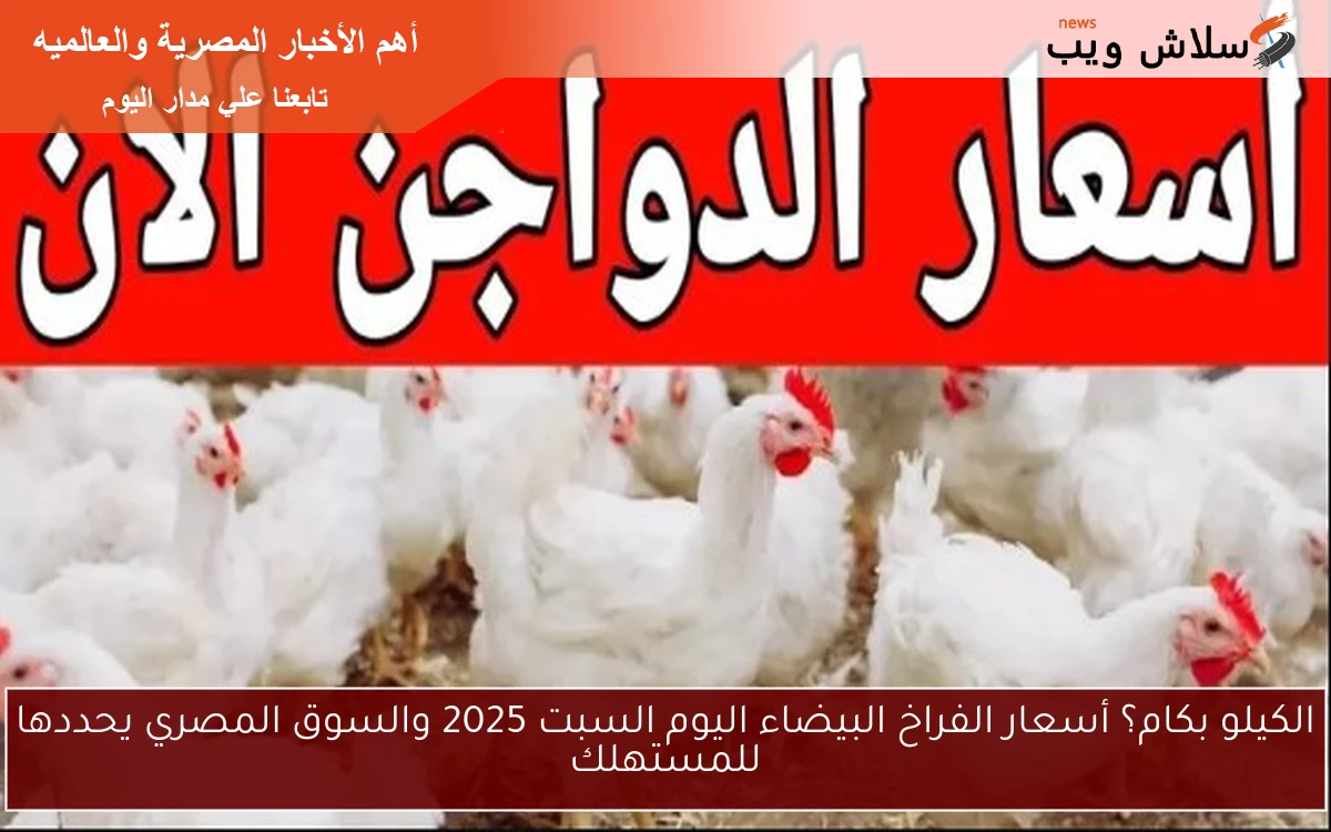 الكيلو بكام؟ أسعار الفراخ البيضاء اليوم السبت 2025 والسوق المصري يحددها للمستهلك 2 الكيلو بكام؟ أسعار الفراخ البيضاء اليوم السبت 2025 والسوق المصري يحددها للمستهلك