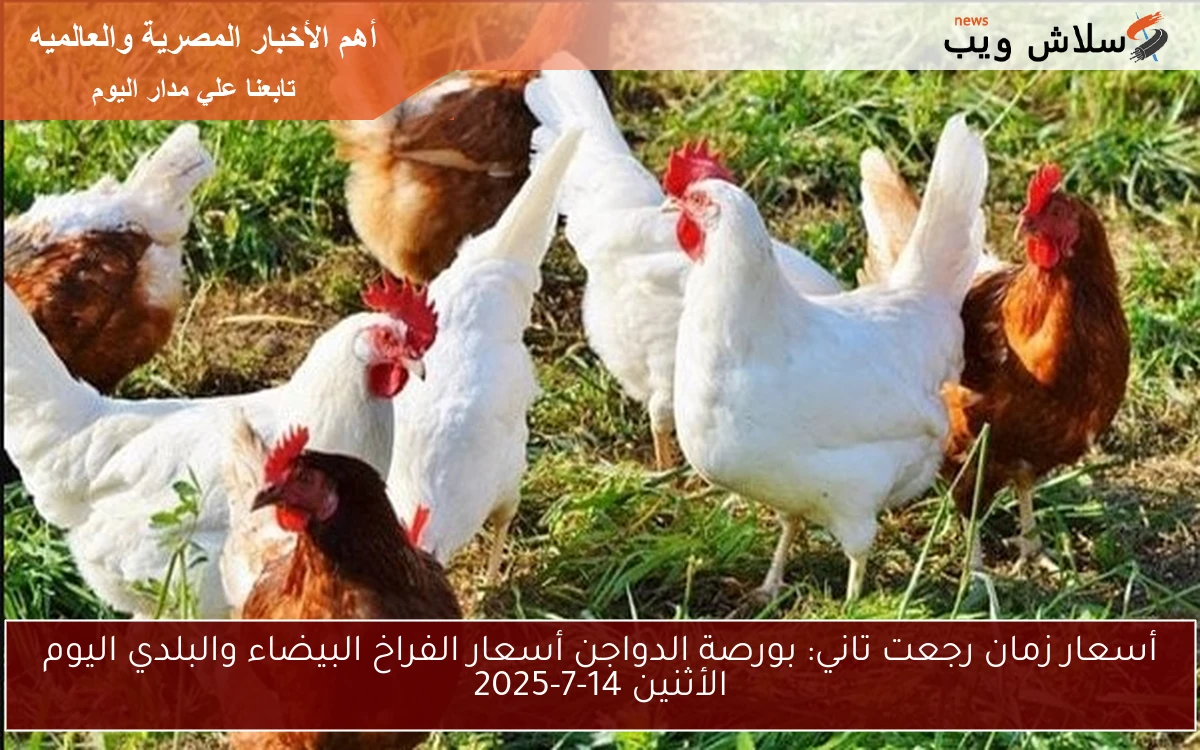 أسعار زمان رجعت تاني: بورصة الدواجن أسعار الفراخ البيضاء والبلدي اليوم الأثنين 14-7-2025 2 أسعار زمان رجعت تاني: بورصة الدواجن أسعار الفراخ البيضاء والبلدي اليوم الأثنين 14-7-2025