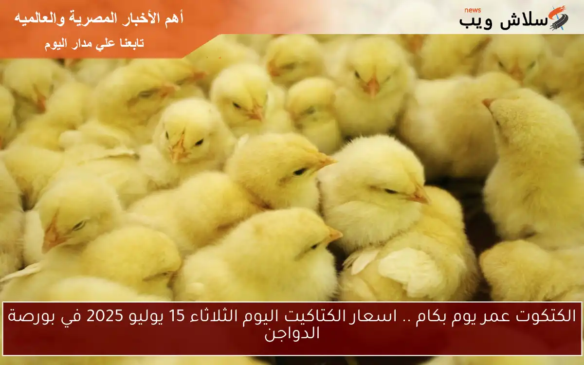 الكتكوت عمر يوم بكام .. اسعار الكتاكيت اليوم الثلاثاء 15 يوليو 2025 في بورصة الدواجن 2 الكتكوت عمر يوم بكام .. اسعار الكتاكيت اليوم الثلاثاء 15 يوليو 2025 في بورصة الدواجن