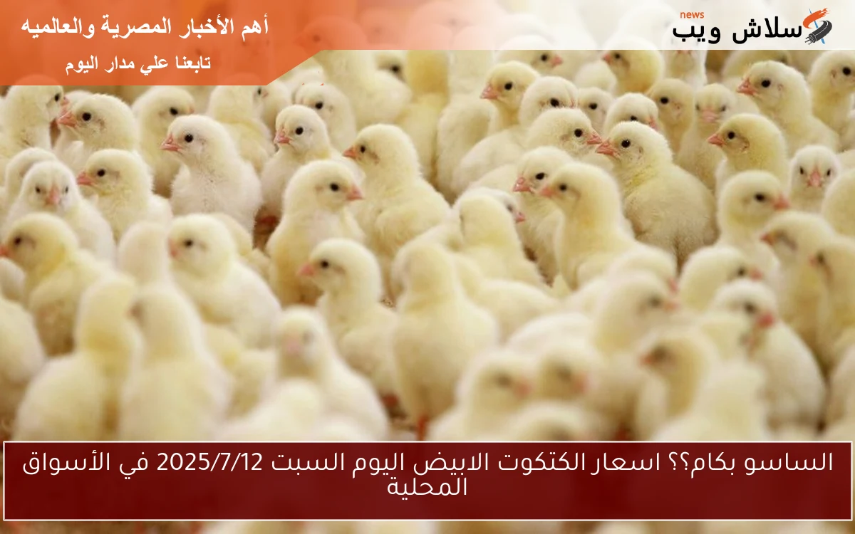 الساسو بكام؟؟ اسعار الكتكوت الابيض اليوم السبت 2025/7/12 في الأسواق المحلية 2 الساسو بكام؟؟ اسعار الكتكوت الابيض اليوم السبت 2025/7/12 في الأسواق المحلية