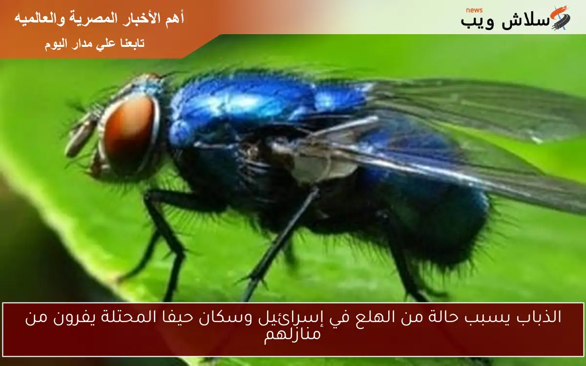 الذباب يسبب حالة من الهلع في إسرائيل وسكان حيفا المحتلة يفرون من منازلهم 2 الذباب يسبب حالة من الهلع في إسرائيل وسكان حيفا المحتلة يفرون من منازلهم