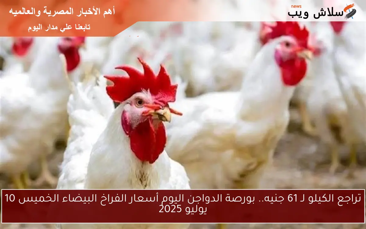 تراجع الكيلو لـ 61 جنيه.. بورصة الدواجن اليوم أسعار الفراخ البيضاء الخميس 10 يوليو 2025 2 تراجع الكيلو لـ 61 جنيه.. بورصة الدواجن اليوم أسعار الفراخ البيضاء الخميس 10 يوليو 2025
