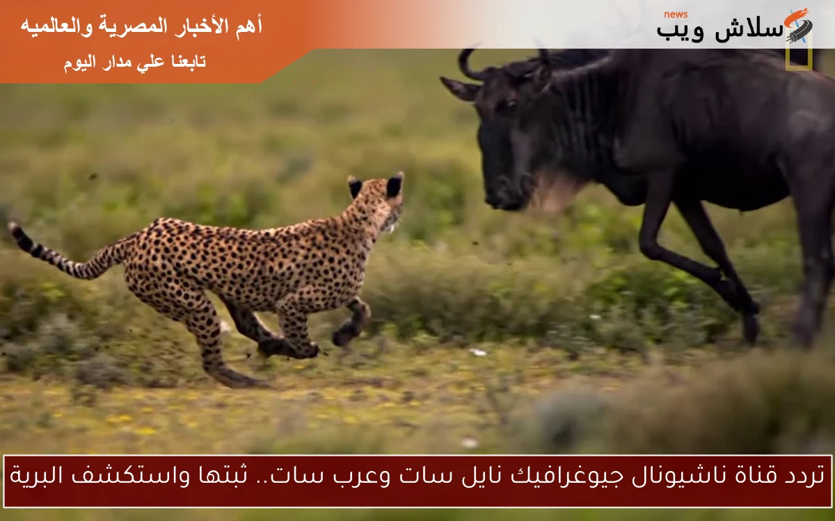 تردد قناة ناشيونال جيوغرافيك نايل سات وعرب سات.. ثبتها واستكشف البرية 2 تردد قناة ناشيونال جيوغرافيك نايل سات وعرب سات.. ثبتها واستكشف البرية
