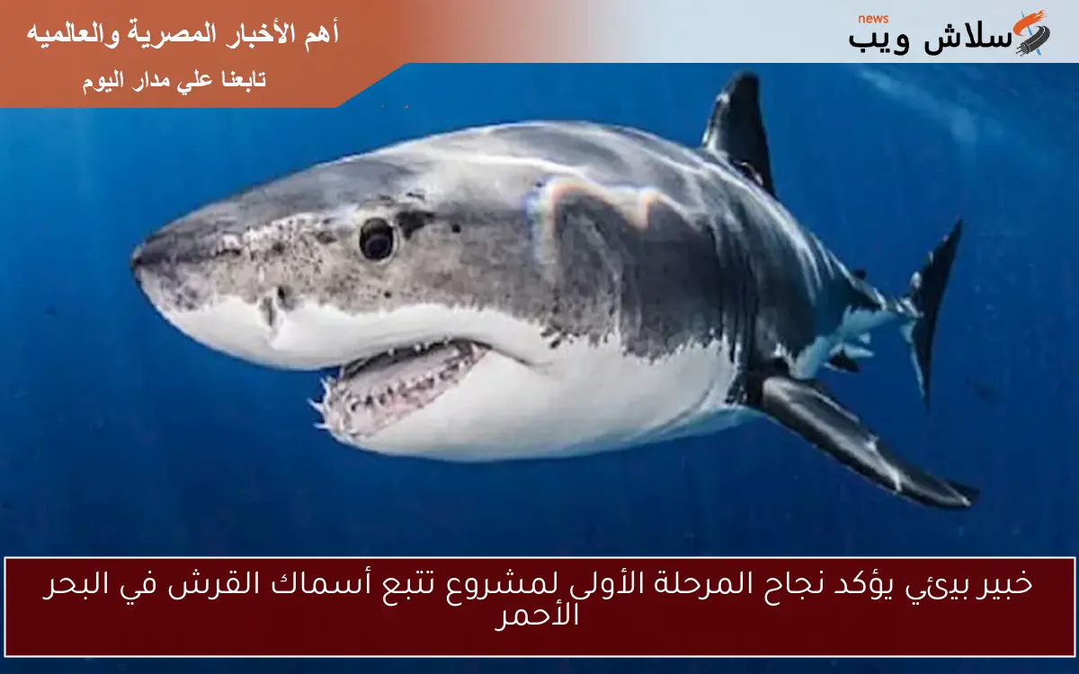 خبير بيئي يؤكد نجاح المرحلة الأولى لمشروع تتبع أسماك القرش في البحر الأحمر 2 خبير بيئي يؤكد نجاح المرحلة الأولى لمشروع تتبع أسماك القرش في البحر الأحمر
