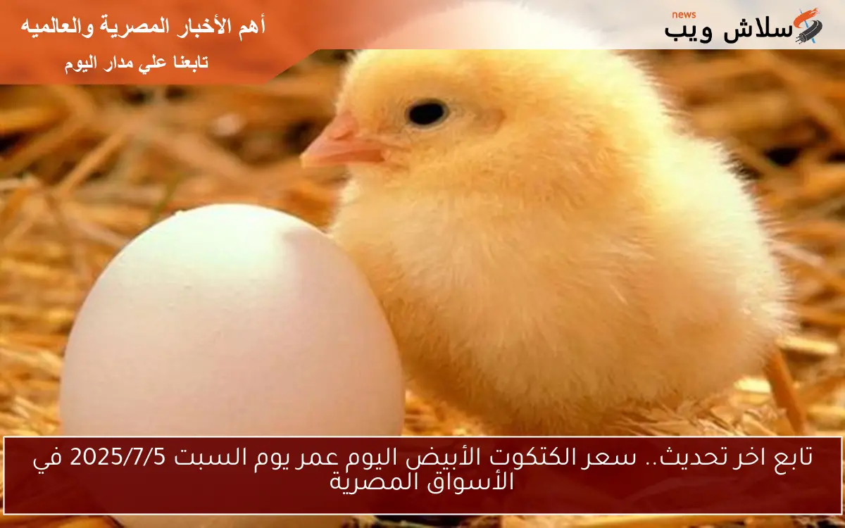 تابع اخر تحديث.. سعر الكتكوت الأبيض اليوم عمر يوم السبت 2025/7/5 في الأسواق المصرية 2 تابع اخر تحديث.. سعر الكتكوت الأبيض اليوم عمر يوم السبت 2025/7/5 في الأسواق المصرية