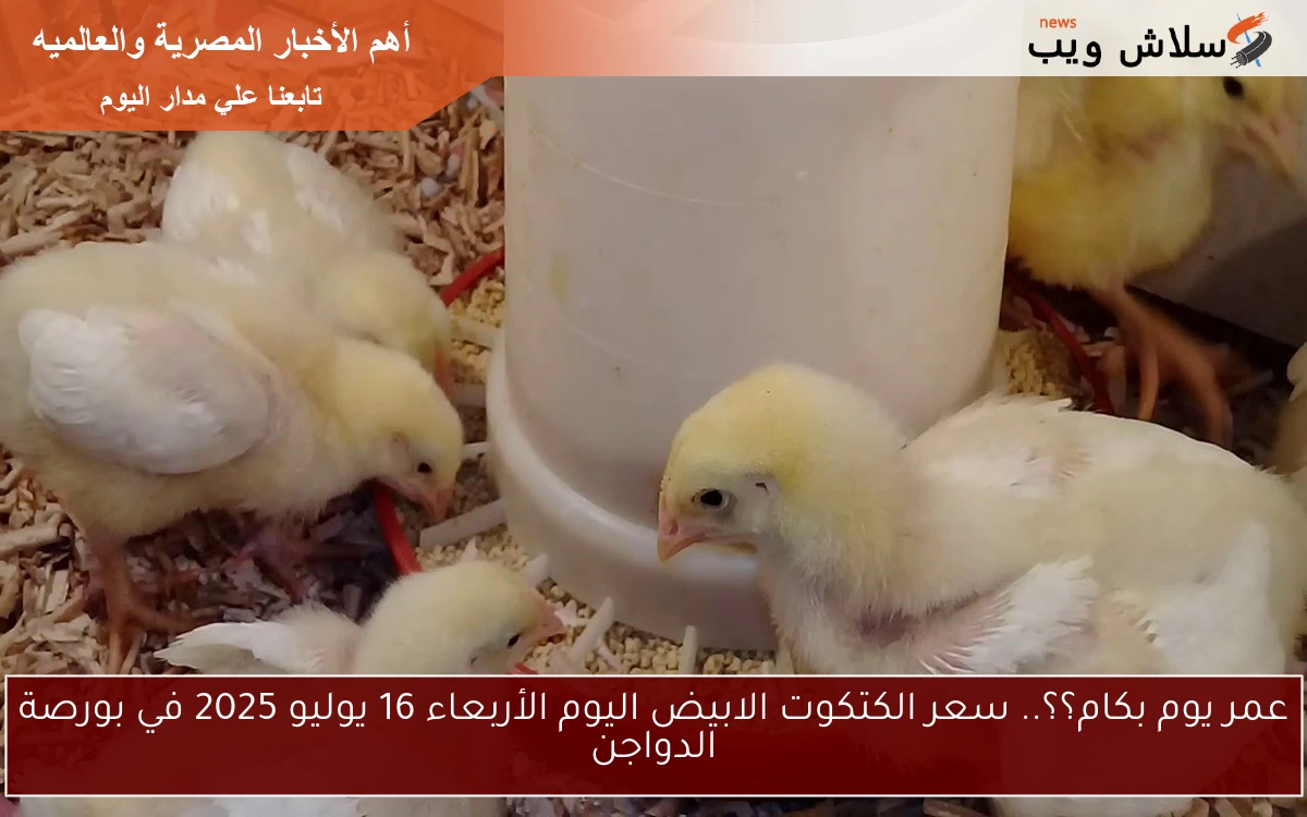 عمر يوم بكام؟؟.. سعر الكتكوت الابيض اليوم الأربعاء 16 يوليو 2025 في بورصة الدواجن 2 عمر يوم بكام؟؟.. سعر الكتكوت الابيض اليوم الأربعاء 16 يوليو 2025 في بورصة الدواجن