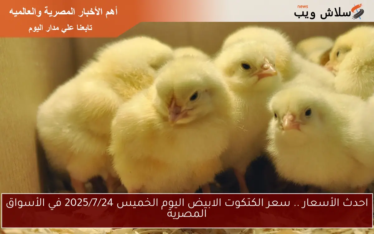 احدث الأسعار .. سعر الكتكوت الابيض اليوم الخميس 2025/7/24 في الأسواق المصرية 2 احدث الأسعار .. سعر الكتكوت الابيض اليوم الخميس 2025/7/24 في الأسواق المصرية