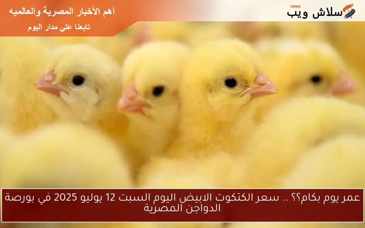 عمر يوم بكام؟؟ .. سعر الكتكوت الابيض اليوم السبت 12 يوليو 2025 في بورصة الدواجن المصرية 2 عمر يوم بكام؟؟ .. سعر الكتكوت الابيض اليوم السبت 12 يوليو 2025 في بورصة الدواجن المصرية