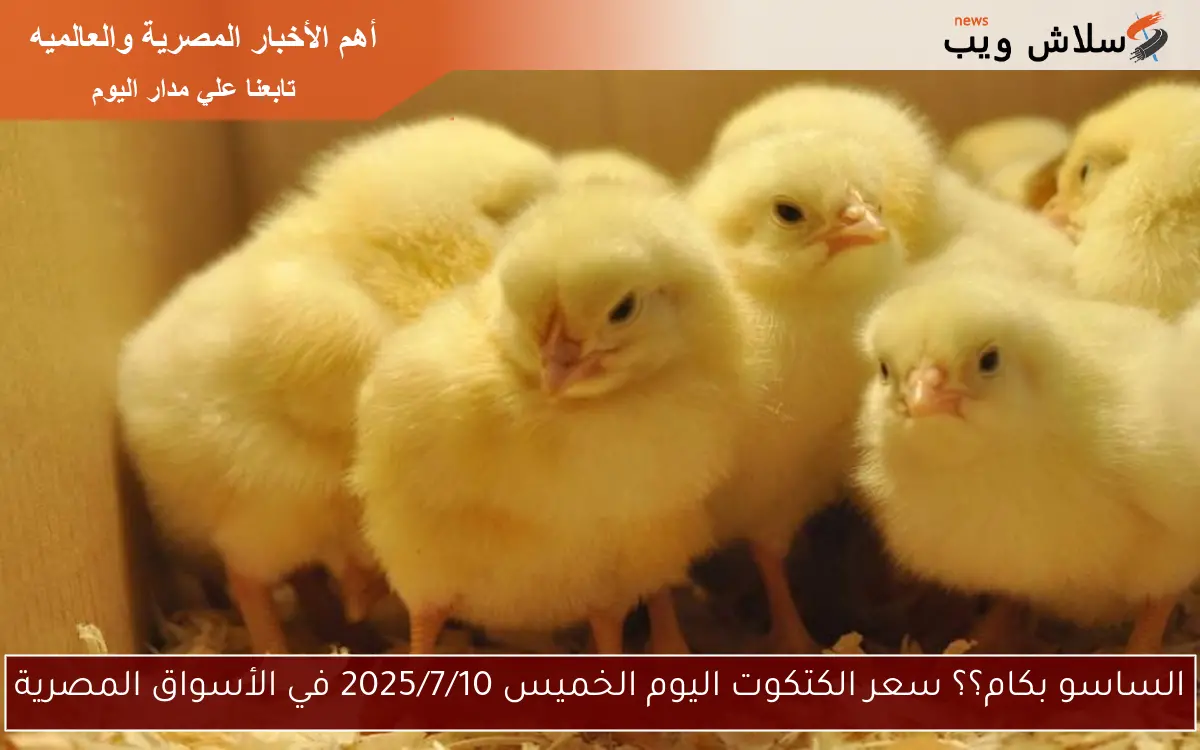 الساسو بكام؟؟ سعر الكتكوت اليوم الخميس 2025/7/10 في الأسواق المصرية 2 الساسو بكام؟؟ سعر الكتكوت اليوم الخميس 2025/7/10 في الأسواق المصرية