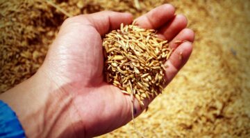 سعر طن الأرز الشعير اليوم
