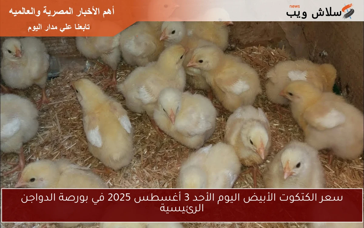 سعر الكتكوت الأبيض اليوم الأحد 3 أغسطس 2025 في بورصة الدواجن الرئيسية 2 سعر الكتكوت الأبيض اليوم الأحد 3 أغسطس 2025 في بورصة الدواجن الرئيسية